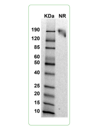 MW: Molecular Weight marker reduced condition
NR: CD80 dimer under non-reduced condition